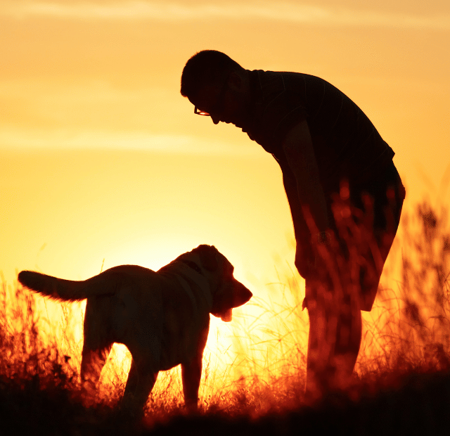 O Que Eu Aprendi Sobre Liderança Com Cães, Tribo da conquista Capa Web Stories