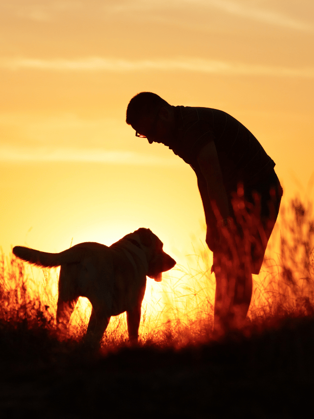 O Que Eu Aprendi Sobre Liderança Com Cães